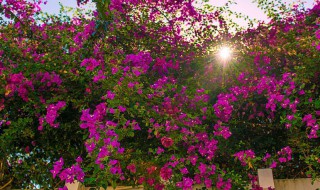 如何判断三角梅有没有缺水 怎样判断三角梅是否烂根了