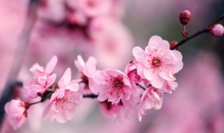 夏季三角梅正确的修剪方法 三角梅夏季如何修剪徒长枝