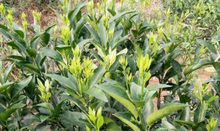 桔子树叶子卷曲原因与处理方法(桔子树叶子卷曲原因与处理方法视频)