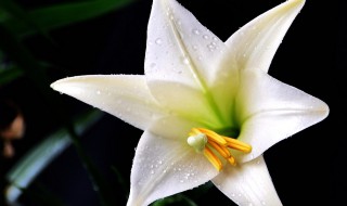 百合花的种子长什么样 百合种球怎么种植