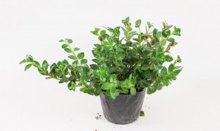 扦插金鱼吊兰如何施肥养护(扦插金鱼吊兰如何施肥养护视频)