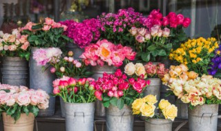 豆浆浇花的正确方法（豆浆浇花的正确方法是什么）