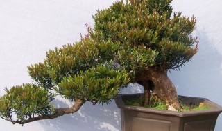 赤楠盆景养护方法（赤楠盆景养护方法有哪些）
