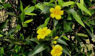 一年四季都开花的爬藤植物 北方耐寒十大爬藤植物排名