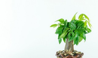 阔叶植物有哪些（喜阴的阔叶植物有哪些）