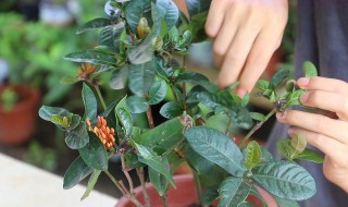 龙船花怎么修剪 龙船花怎么修剪才能出花苞