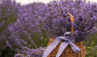 薰衣草10月份还有花吗 薰衣草十月还有吗