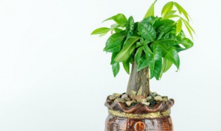 发财树长虫子用什么药 发财树长虫子用什么药治