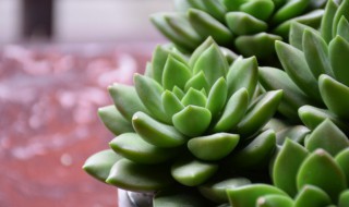 多肉要经常浇水吗 多肉要经常浇水吗?