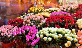 玫瑰花的种子是什么样子的 玫瑰花的种子怎么采取