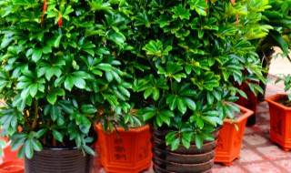 梦幻摇钱树怎么养的窍门（梦幻摇钱树怎么才能养好）