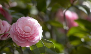 养鱼的水可以直接浇花吗 养鱼的水可以直接浇花吗为什么