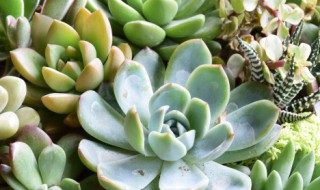 毛毛虫多肉怎么养造型（毛毛虫多肉怎么爆盆）