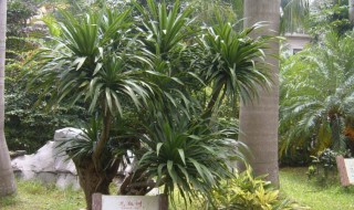 龙血树耐寒吗（龙血树耐低温吗）