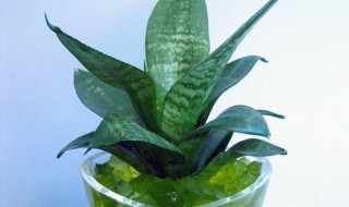 虎皮兰夏天如何养护养得金灿灿的 虎皮兰夏天如何养护养得金灿灿的花苞