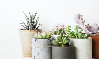 心之月多肉怎么养才又肥又胖(心之月多肉植物)