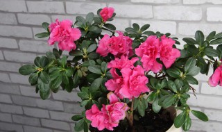 杜鹃花换盆前如何进行修剪（杜鹃花换盆需要剪根吗）