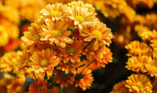 送烈士什么花（送烈士什么花并留言）