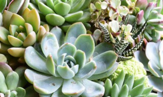 小球玫瑰多肉的养殖方法和注意事项（小球玫瑰爆盆最简单方法）