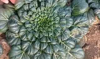 乌塌菜冬天能冻死吗（乌塌菜在北方什么时间种）