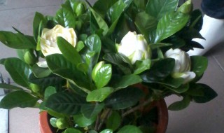 栀子花怎么养家庭养法北方 栀子花怎么养植