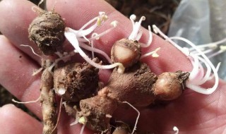 酢浆草一个种球能发几个芽 酢浆草一个盆几个种球