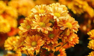 奥森波斯菊花期（奥森公园的波斯菊什么时候开）