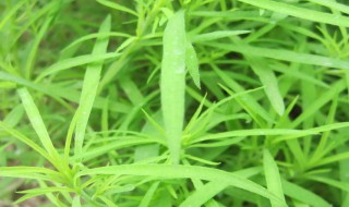 扫帚菜怎么吃（扫帚菜怎么吃它的作用）