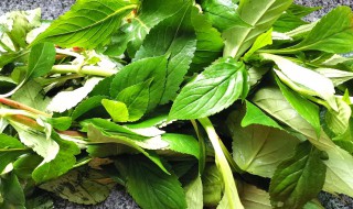 苦菜怎么吃好（苦菜怎么吃好吃,苦菜做菜豆腐怎么做）