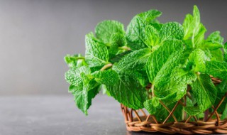 新鲜薄荷叶的吃法教程（新鲜薄荷叶的吃法教程图解）