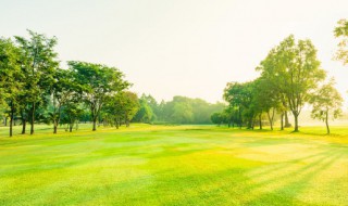 中国最古老的树 中国最古老的树多少年