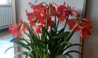 十一月份怎么养朱顶红(朱顶红11月份是让它休眠还是正市浇水养护)