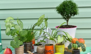 植物通过什么获得营养（植物通过什么获得营养物质）