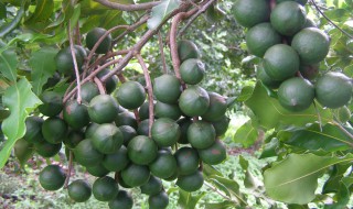 澳洲坚果种植技术（澳洲坚果种植技术施肥）