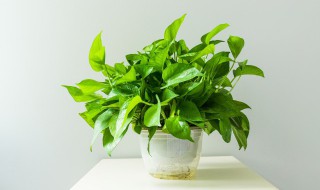 适合室内养的水培植物(适合室内养的水培植物有哪些)