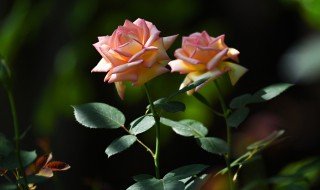 11月份月季可不可以换盆（11月份月季如何养）