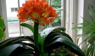 种植君子兰的方法（如何种植君子兰?）