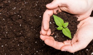 栀子花什么时候修剪比较好（栀子花怎么养才长得好）