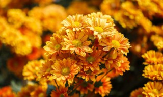 盆栽千头菊可以活几年 盆栽千头菊可以活几年呢