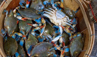 梭子蟹养殖的还是野生的 养殖梭子蟹和野生梭子蟹区别
