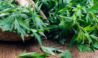 绿叶由什么发育而来 绿叶由什么发展而来