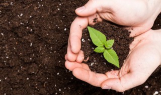 田园土是什么土质（田园土是黄土吗）