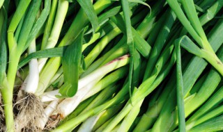 大蒜高于30度能出苗吗（大蒜高于30度能出苗吗视频）