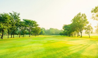 公路边上的绿化树都是什么树 路边最10种最常见的树