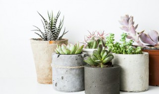 皮蛋多肉怎么养出状态(皮蛋多肉怎么养出状态好)