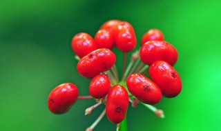 人参花的副作用及禁忌 人参花的副作用及禁忌是什么