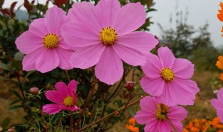 秋英和波斯菊的区别（赞美秋英波斯菊美丽的短句）