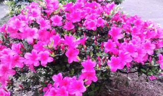 映山红冬天落叶吗 映山红叶子干枯掉落