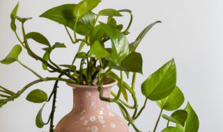 刚剪下来的绿萝应该怎样水培 绿萝直接剪了泡水里能活吗