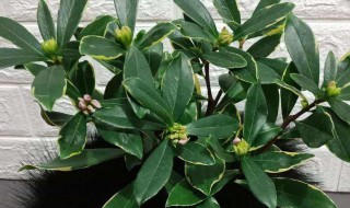 金边瑞香快速生根方法 金边瑞香快速生根方法有哪些